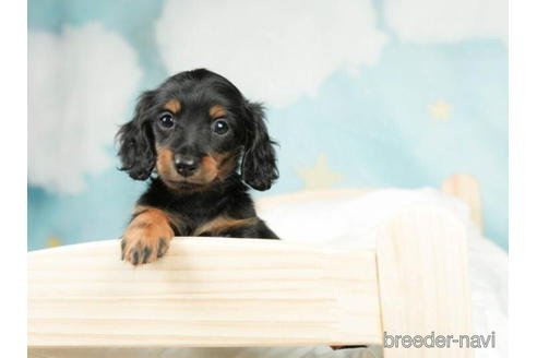 成約済の千葉県のミニチュアダックスフンド(ロングヘアード)-207861の3枚目